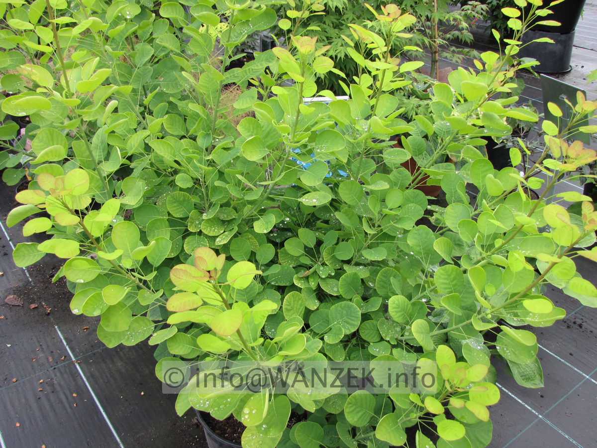 Cotinus coggygria Ancot (Golden Spirit) - 1m.JPG